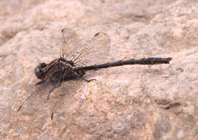 Phanogomphus spicatus; Dusky Clubtail; male