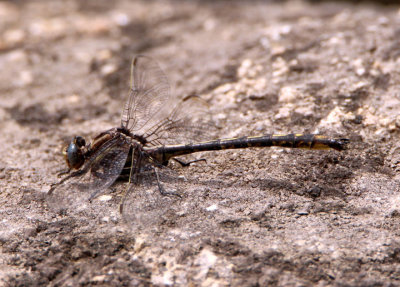 Phanogomphus spicatus; Dusky Clubtail; male