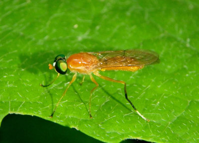 Ptecticus sackenii; Soldier Fly species 