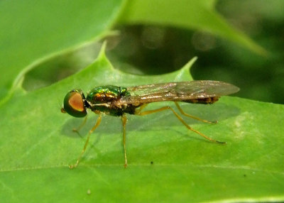Sargus fasciatus; Soldier Fly species