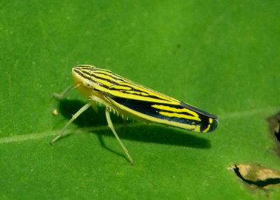 Sibovia occatoria; Sharpshooter species 