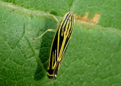 Sibovia occatoria; Sharpshooter species