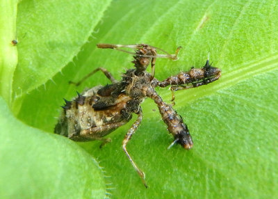 Sinea Assassin Bug species nymph