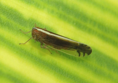 Stenocranus Delphacid Planthopper species