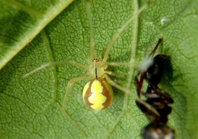 Theridion albidum; Cobweb Spider species; female