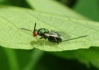 Torymus Chalcid Wasp species; female 