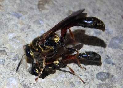Trypoxylon Square-headed Wasp species pair