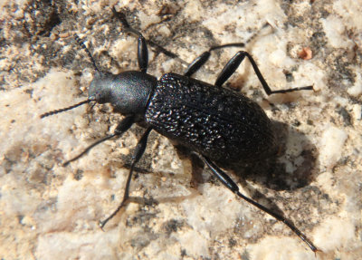 Upis ceramboides; Roughened Darkling Beetle