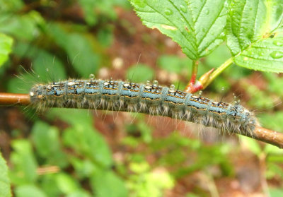 7698 - Malacosoma disstria; Forest Tent Caterpillar