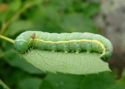 9916 - Lithophane unimoda; Dowdy Pinion caterpillar