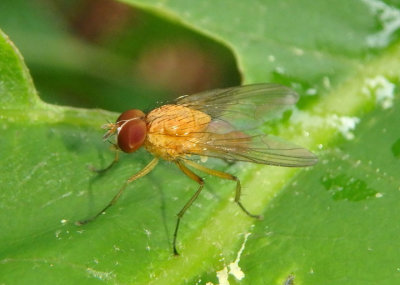 Anthomyiidae Root-Maggot Fly species 