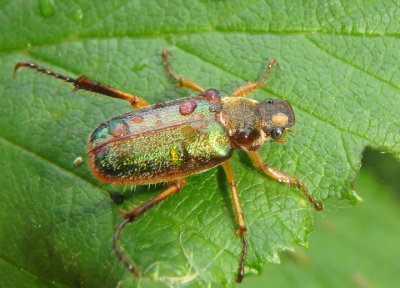Dichelonyx June Beetle species