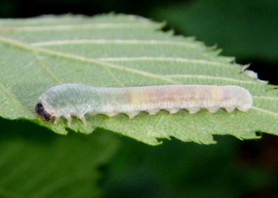 Empriini Common Sawfly species larva