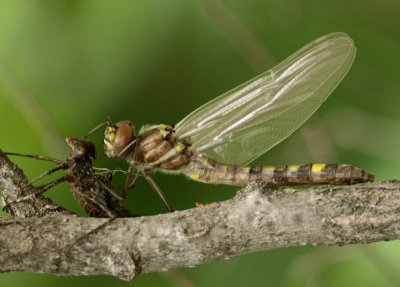 Macromia illinoiensis illinoiensis; Illinois River Cruiser; teneral