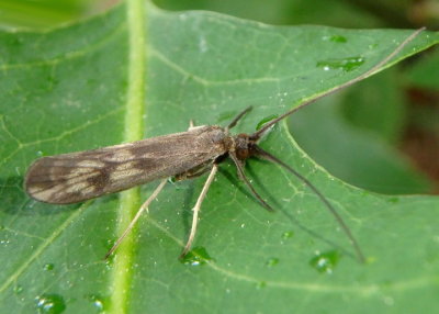 Molanna Hood Casemaker Caddisfly species