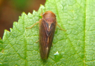 Oncopsis sobria; Leafhopper species; female