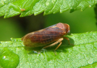 Oncopsis sobria; Leafhopper species; female