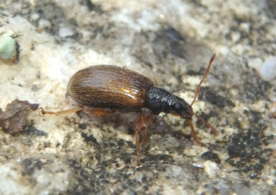 Phyllobius oblongus; European Snout Beetle; exotic