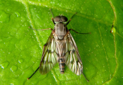 Rhagio mystaceus; Common Snipe Fly; male