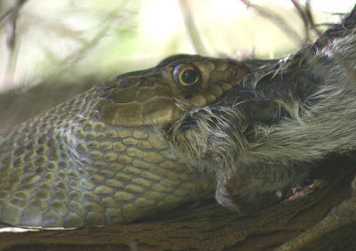 Western Coachwhip with a rat