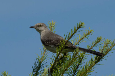 northern_mockingbird