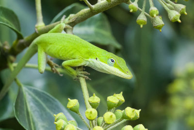 Green Anole, Plant Delights, Reptiles-2.jpg