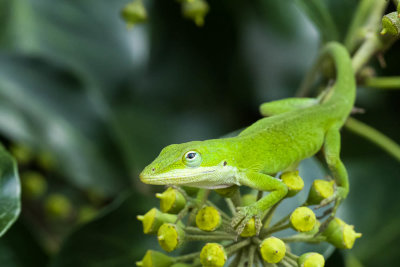 Green Anole, Plant Delights, Reptiles-3.jpg