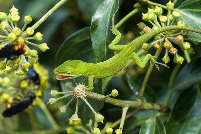 Green Anole, Plant Delights, Reptiles-5.jpg