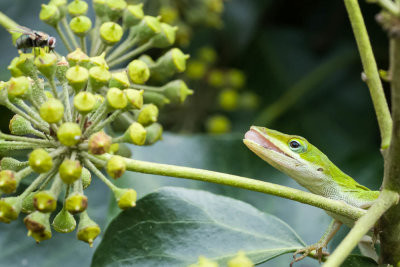 Green Anole, Plant Delights, Reptiles.jpg