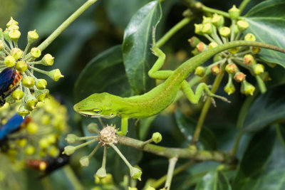 Green Anole, Plant Delights, Reptiles-6.jpg