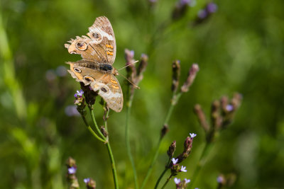 Common Buckeye, Junonia coenia DSC05501.jpg