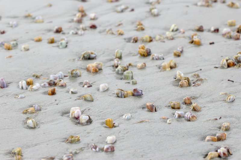 Bean Clam (Donax gouldii)