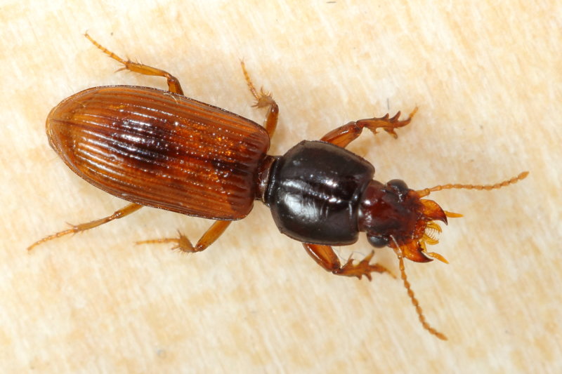 Clivina (Clivina) collaris