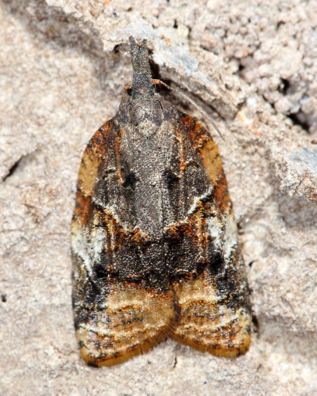 Singed Platynota, Hodges#3741 Platynota semiustana