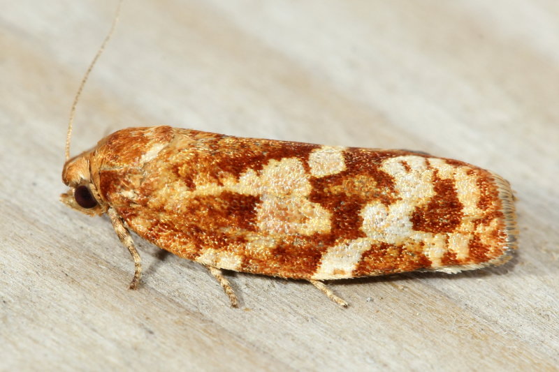Jack Pine Budworm, Hodges#3643 Choristoneura pinus