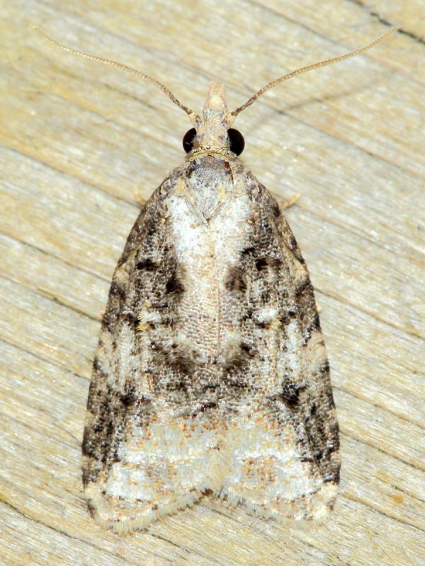 Exasperating Platynota, Hodges#3743 Platynota exasperatana