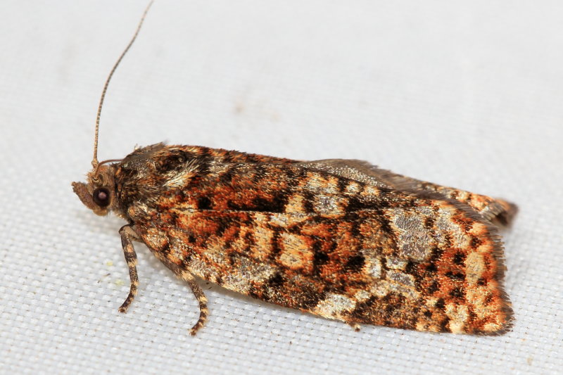 Eastern Spruce Budworm, Hodges#3638 Choristoneura fumiferana