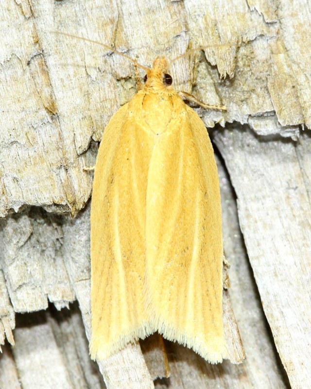 Clemens Tortrix, Hodges#3684 Clepsis clemensiana