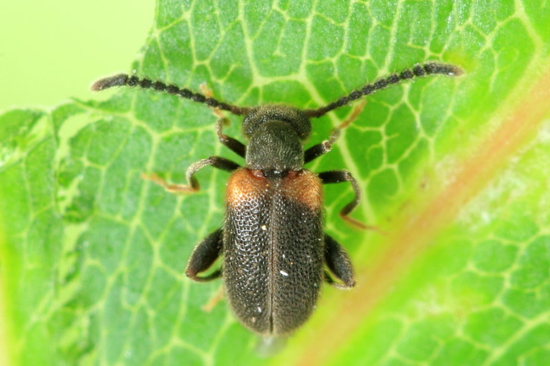 Elonus basalis, family Aderidae