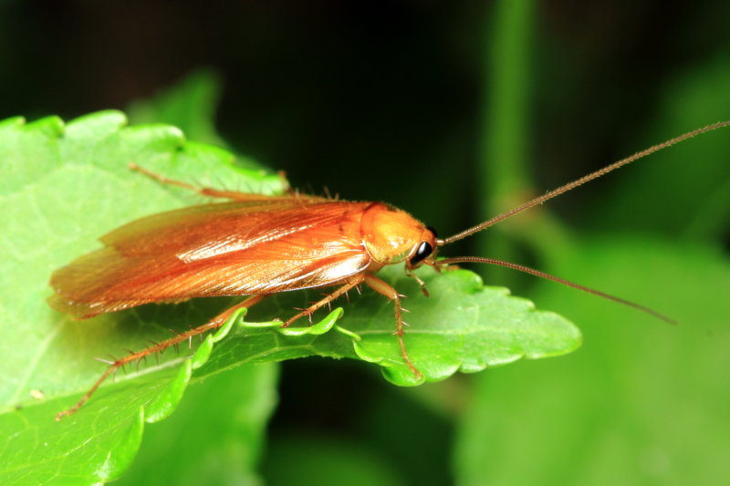 Virginia Wood Roach, Parcoblatta virginica (Ectobiidae)