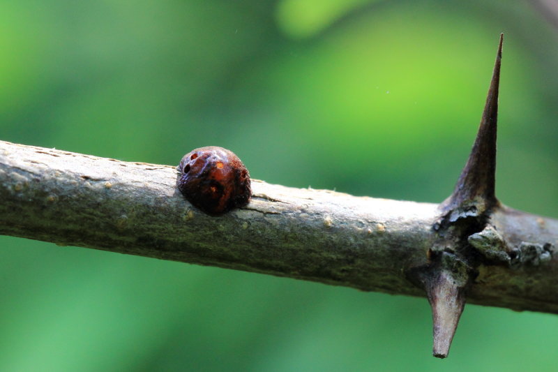 Locust Scale