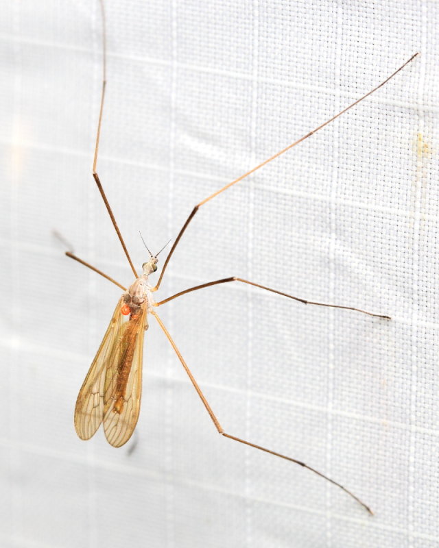 Crane Fly, Pseudolimnophila inornata (Limoniidae: Hexatomini)