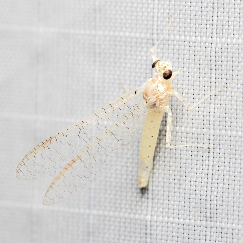 Flatheaded Mayfly, Maccaffertium sp. (Heptageniidae)