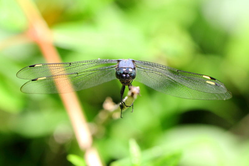 Spangled Skimmer, Libellula cyanea (Libellulidae)