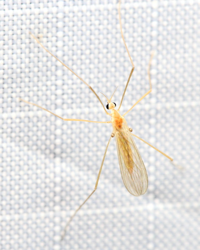 Crane Fly, Erioptera septemtrionis (Limoniidae: Eriopterini)