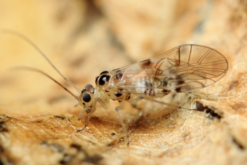 Teliapsocus conterminus, family Dasydemellidae