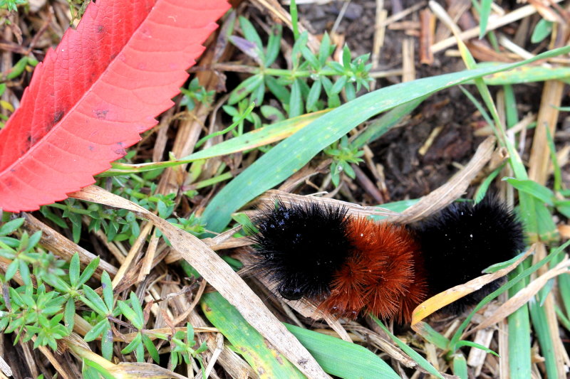 Isabella Tiger Moth, Hodges#8129 Pyrrharctia isabella