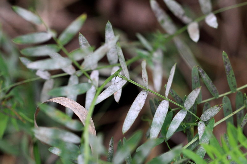 Pea Powdery Mildew (Erysiphe pisi)