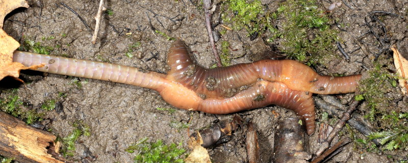 Lumbricus sp.