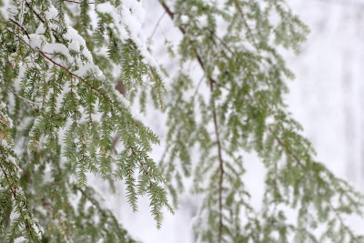 Eastern Hemlock (Tsuga canadensis)